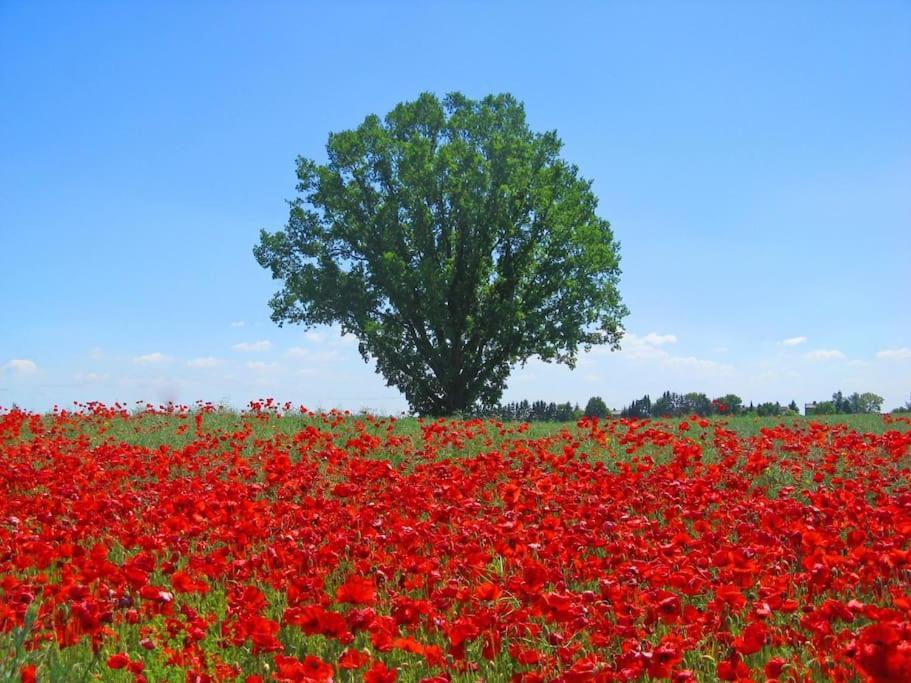 Inselidylle Villa Kunterbunt Fehmarn Zewnętrze zdjęcie